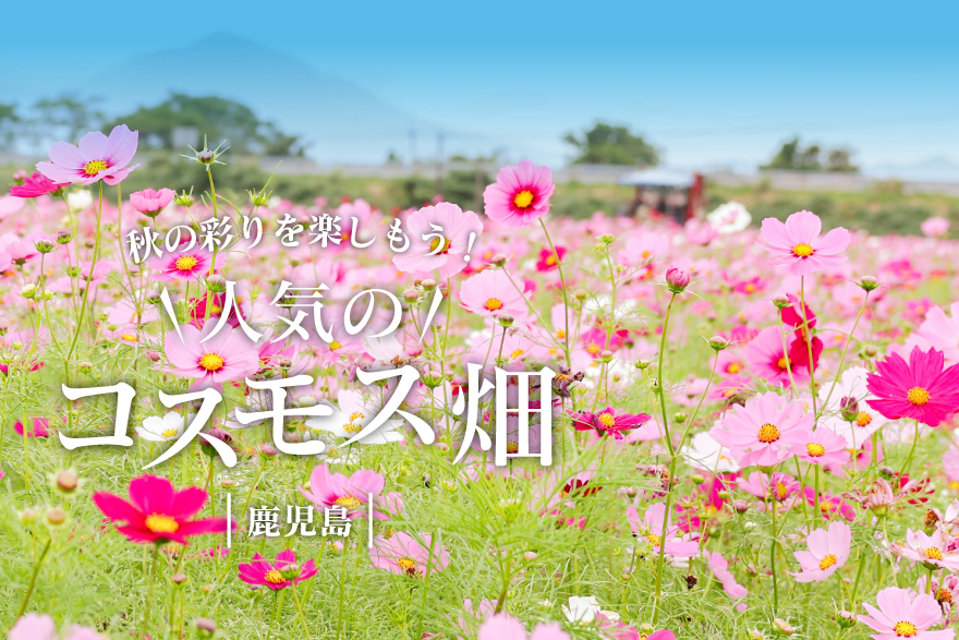 秋の彩りを楽しもう！鹿児島 人気のコスモス畑