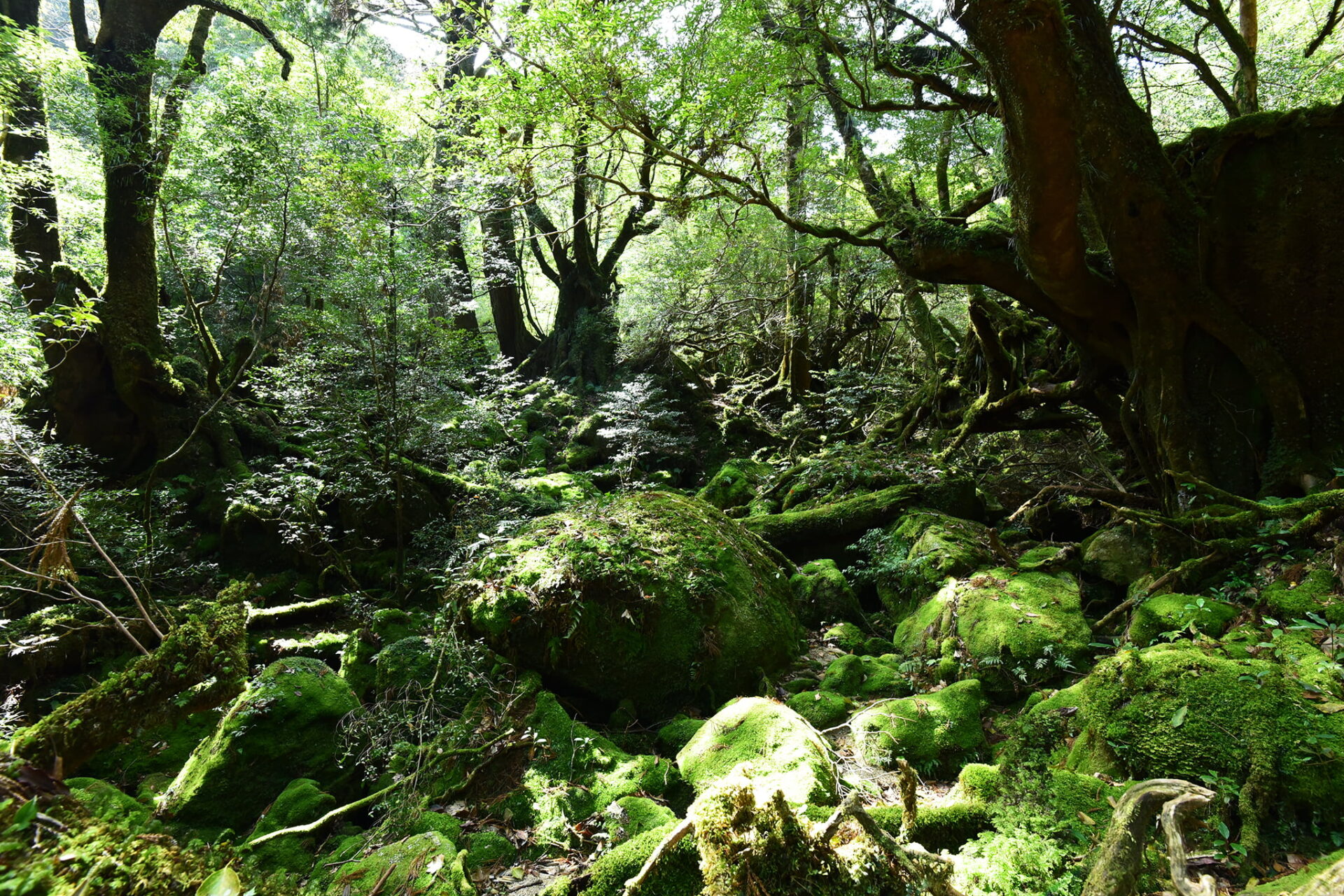 心と体潤う、世界自然遺産屋久島＆指宿の旅。高速船でGO！ | あちこち | リビング新聞の編集ライターが届ける鹿児島のおでかけ情報