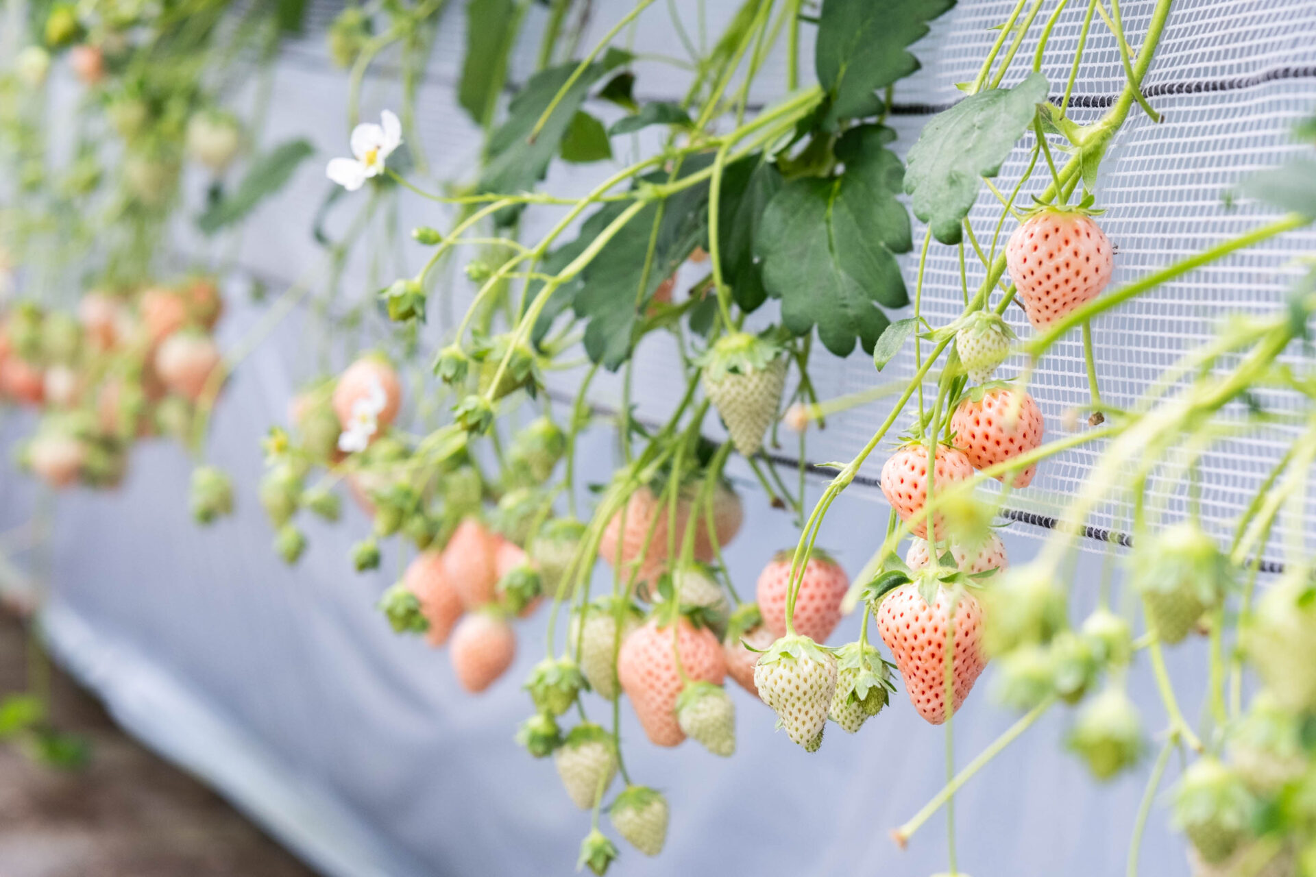 白イチゴ「淡雪」の観光農園「農Lifeいちごの村」で、春のイチゴ狩りとスイーツ