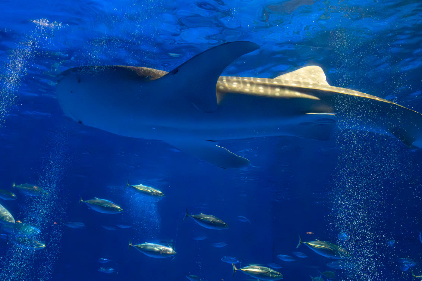 家族で楽しめるおでかけスポット。海の中の生命力を感じる「いおワールド かごしま水族館」